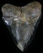 Bargain, Serrated Megalodon Tooth - South Carolina #29237-2